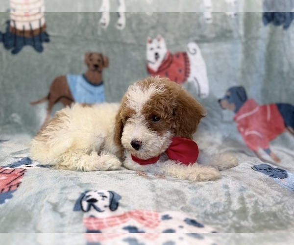 Medium Photo #11 Poodle (Miniature) Puppy For Sale in LAKELAND, FL, USA