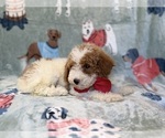 Small #10 Poodle (Miniature)