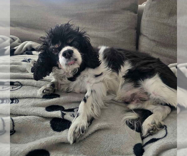 Medium Photo #4 Cavalier King Charles Spaniel Puppy For Sale in Spring Lake, NJ, USA