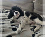 Small #3 Cavalier King Charles Spaniel