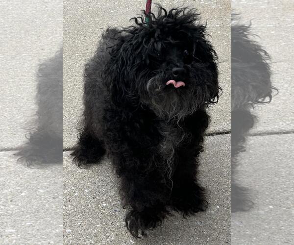 Medium Photo #4 Poodle (Miniature)-Unknown Mix Puppy For Sale in Westminster, MD, USA