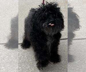 Melon - Female Poodle (Miniature)-Unknown Mix Dog for Adoption - Photo #4