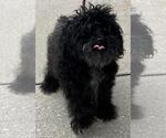 Small #3 Poodle (Miniature) Mix