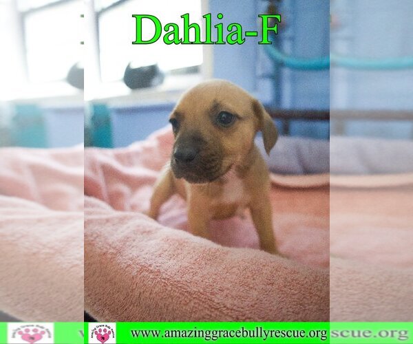 Medium Photo #14 Australian Shepherd-Beagle Mix Puppy For Sale in Pensacola, FL, USA