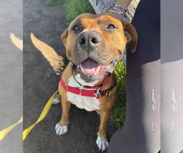 Medium Photo #2 Boxer Puppy For Sale in Santa Barbara, CA, USA