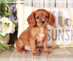 Small Photo #2 Cavalier King Charles Spaniel Puppy For Sale in MOUNT VERNON, OH, USA