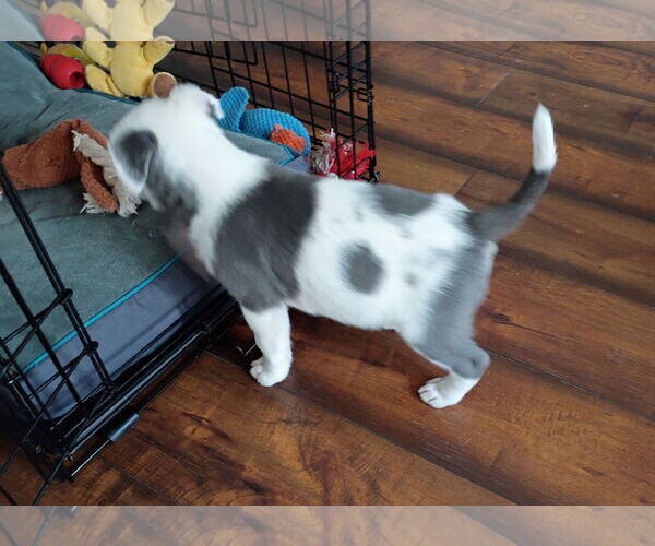 Medium Photo #6 Border Collie-Unknown Mix Puppy For Sale in Ball Ground, GA, USA