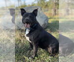 Small #13 American Staffordshire Terrier Mix