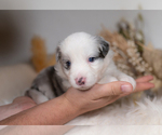 Small #1 Border Collie