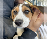 Small Photo #2 Mutt Puppy For Sale in Brooklyn, NY, USA