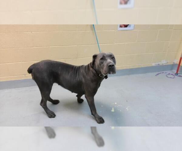 Medium Photo #1 Mutt Puppy For Sale in Tulsa, OK, USA