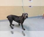 BELLA CHOW - Female Mutt Dog for Adoption - Small photo