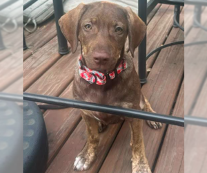 Labrador Retriever-Unknown Mix Dogs for adoption in Brooklyn Center, MN, USA