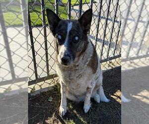 Mutt Dogs for adoption in Riverside, CA, USA