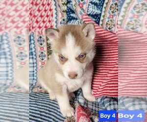 Siberian Husky Puppy for sale in KEYSER, WV, USA