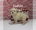 Small #10 Poodle (Toy)