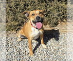 Small #1 American Staffordshire Terrier Mix