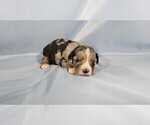 Small Photo #12 Bernedoodle (Miniature) Puppy For Sale in BLACK FOREST, CO, USA