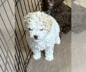 Poodle (Miniature) Puppy for Sale in GLOUCESTER, Virginia USA