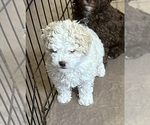 Small Photo #1 Poodle (Miniature) Puppy For Sale in GLOUCESTER, VA, USA