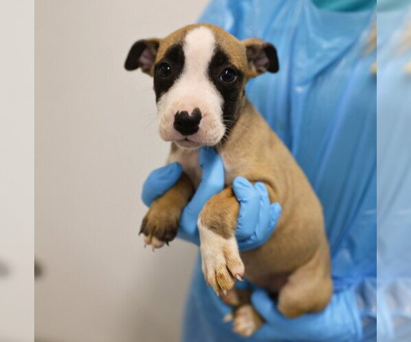 Medium Photo #2 American Staffordshire Terrier-Unknown Mix Puppy For Sale in San Antonio, TX, USA