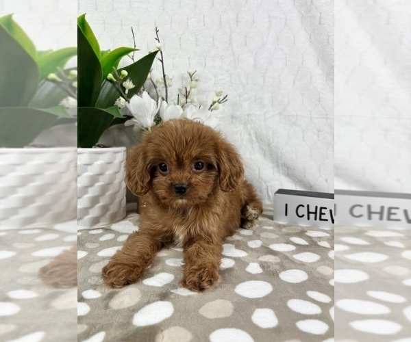 Medium Photo #2 Cavapoo Puppy For Sale in INDIANAPOLIS, IN, USA