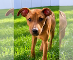 Small #25 Redbone Coonhound Mix