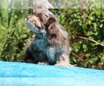 Small #4 ShihPoo