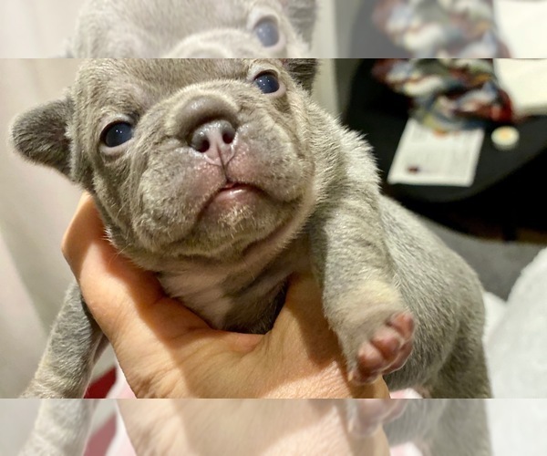 Medium Photo #4 French Bulldog Puppy For Sale in SACRAMENTO, CA, USA