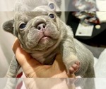 Small Photo #4 French Bulldog Puppy For Sale in SACRAMENTO, CA, USA
