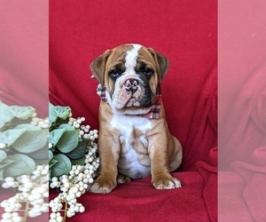 English Bulldog-Olde English Bulldogge Mix Puppy for sale in OXFORD, PA, USA