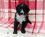 Small #16 Aussiedoodle