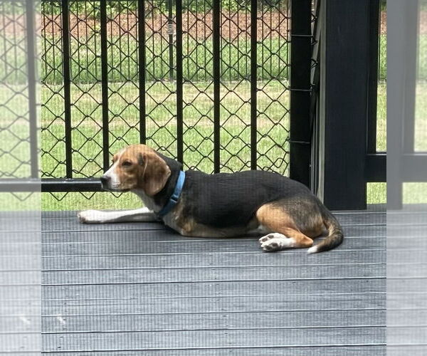Medium Photo #8 Beagle Puppy For Sale in Mooresville, NC, USA