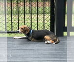 Small Photo #8 Beagle Puppy For Sale in Mooresville, NC, USA
