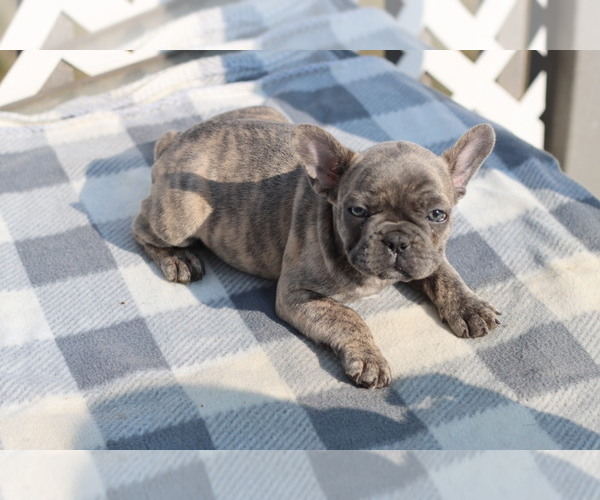 Medium Photo #3 French Bulldog Puppy For Sale in GILLETTE, WY, USA