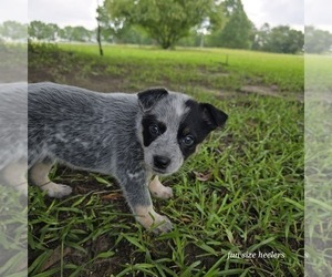 Medium Australian Cattle Dog