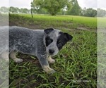 Puppy Truble Australian Cattle Dog