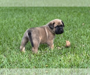 Mastiff Puppy for Sale in FLORIEN, Louisiana USA
