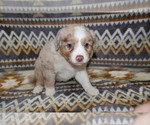 Puppy July Miniature Australian Shepherd
