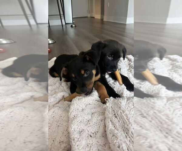 Medium Photo #3 Labrador Retriever-Unknown Mix Puppy For Sale in Dana Point, CA, USA