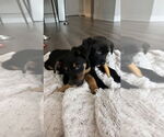 Small #2 Labrador Retriever Mix