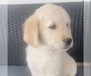 Golden Retriever Puppy for sale in ABERDEEN, ID, USA