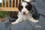 Small Photo #11 Aussiedoodle Puppy For Sale in CATHOLIC POINT, AR, USA
