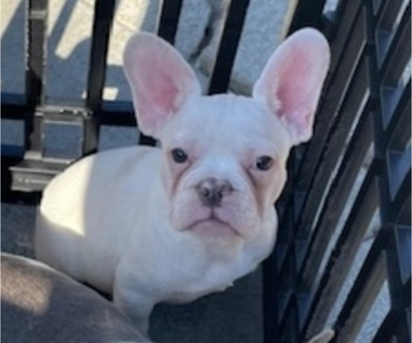 Medium Photo #6 French Bulldog Puppy For Sale in ANTIOCH, CA, USA