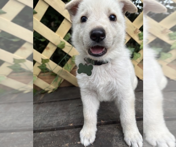 Medium Photo #1 German Shepherd Dog Puppy For Sale in SPRINGFIELD, MO, USA