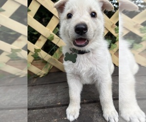 Medium German Shepherd Dog
