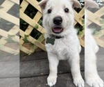 Puppy Everest German Shepherd Dog