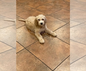 Goldendoodle Puppy for sale in LANCASTER, TX, USA