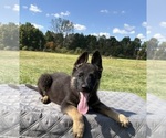 Small Photo #28 German Shepherd Dog Puppy For Sale in SUMPTER TWP, MI, USA
