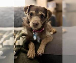 Chihuahua Dogs for adoption in Waterford, VA, USA